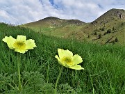 13 Pulsatilla alpina sulphurea (Anemone sulfureo) con vista sull'Avaro a sx